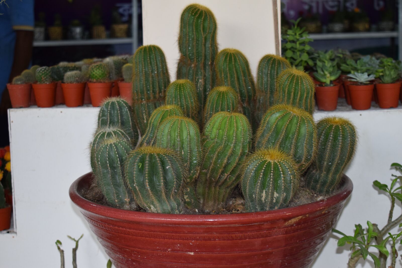 Nikon D5300 sample photo. Cactus, plant, houseplant photography