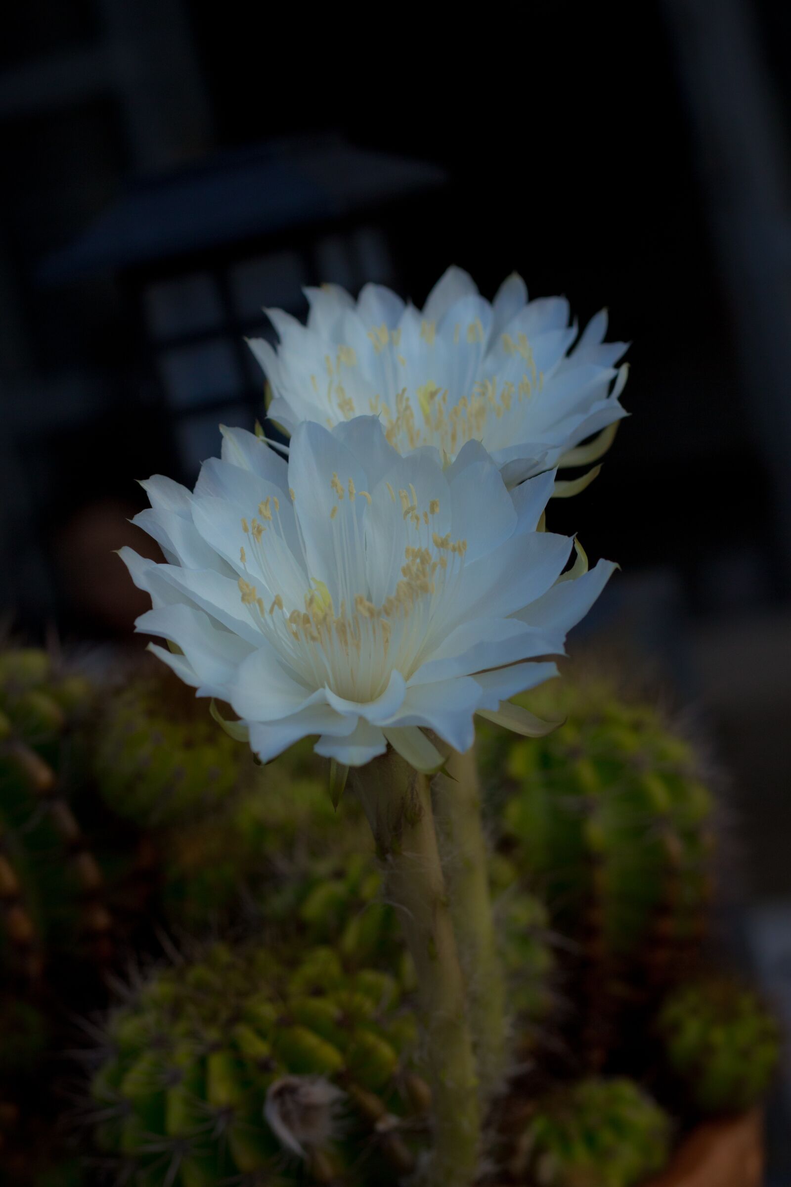 Canon EOS 700D (EOS Rebel T5i / EOS Kiss X7i) + Canon EF 50mm F1.8 STM sample photo. Flower, white, cantus photography
