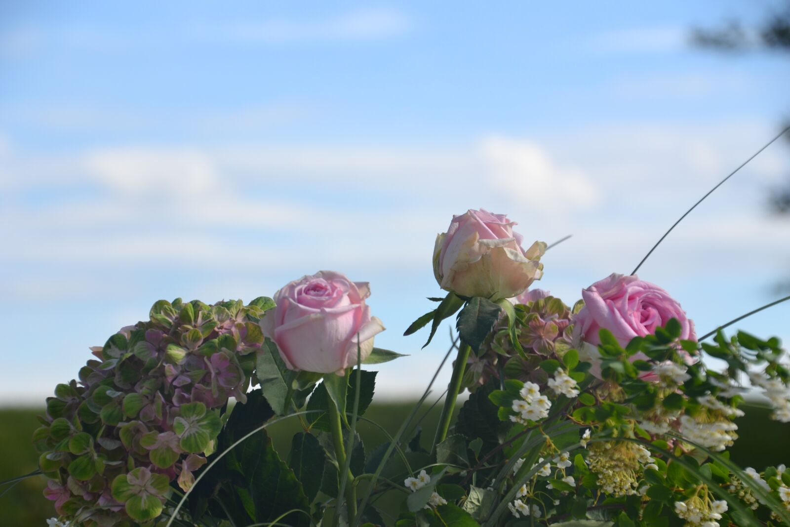 Nikon D3100 sample photo. Flowers, roses, bouquet photography