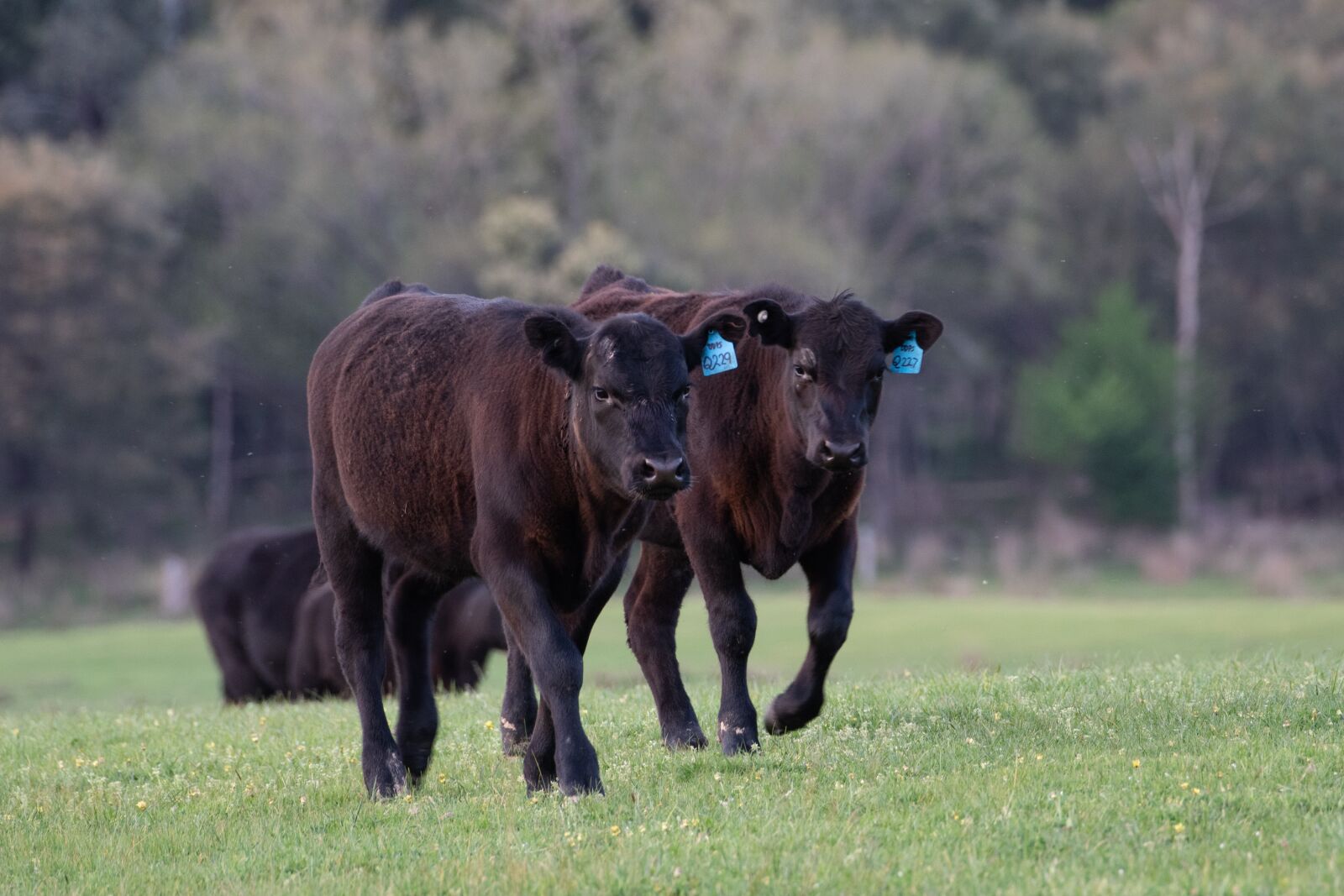 Nikon D750 sample photo. Cow, calf, black angus photography