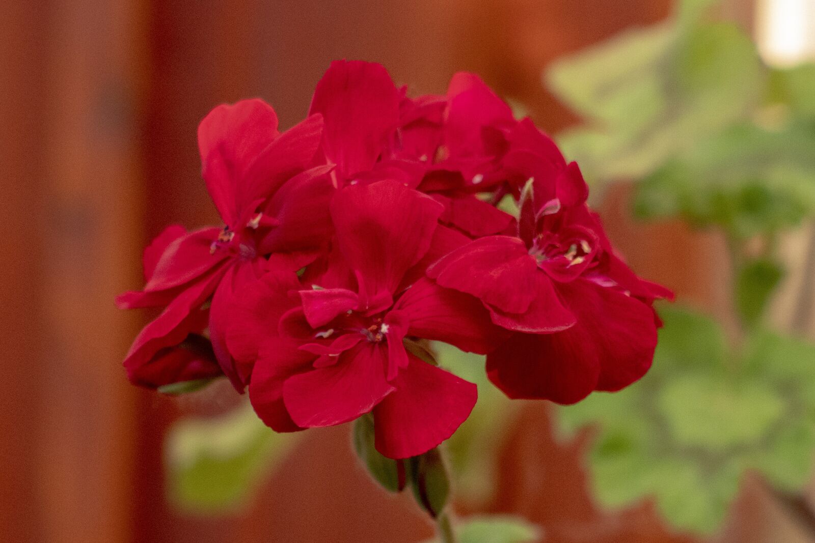 Canon EOS 1300D (EOS Rebel T6 / EOS Kiss X80) sample photo. Geranium, flower, blooms at photography