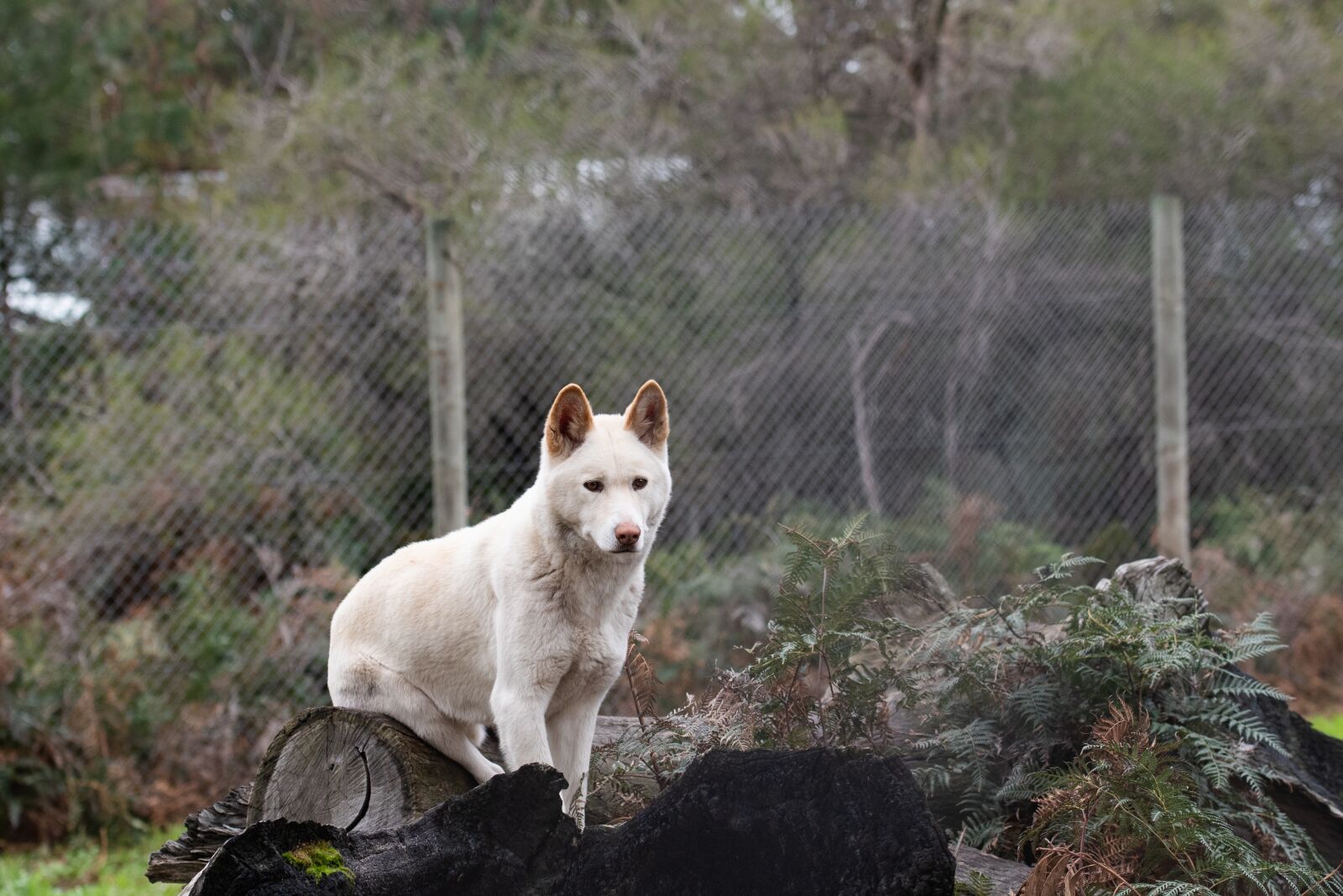Nikon D750 sample photo. Dingo, native dog, white photography