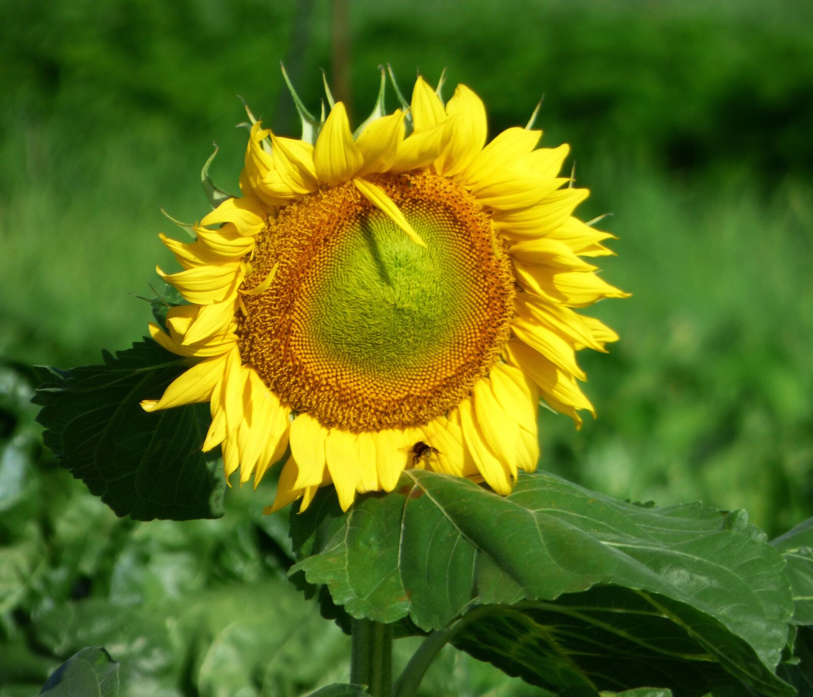 Panasonic DMC-FZ72 sample photo. Flower, sun, nature photography