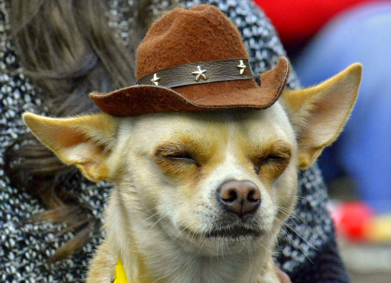 Nikon D5200 sample photo. Dog, hat, adorable photography