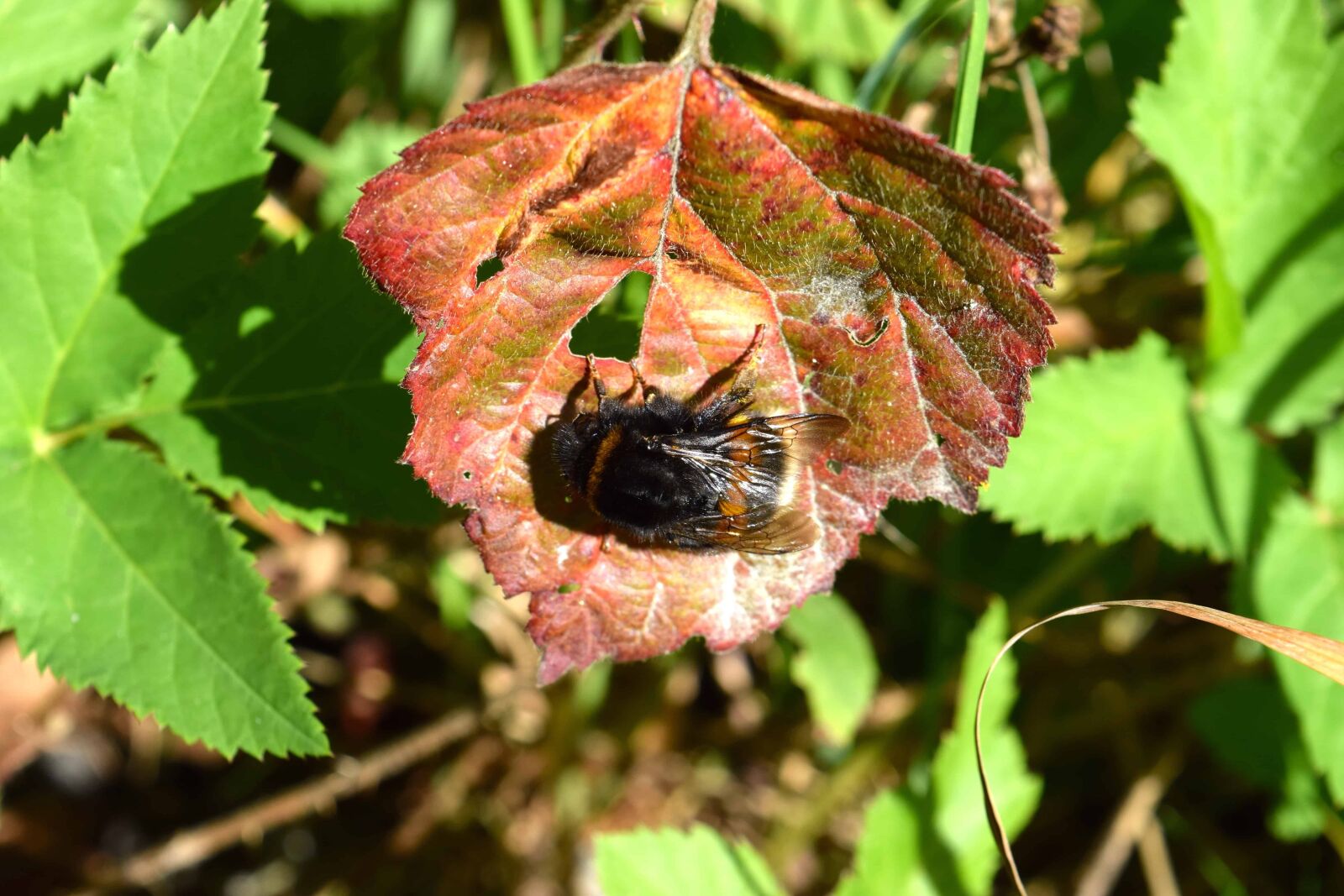 Nikon D3300 sample photo. Nature, leaf, flora, garden photography