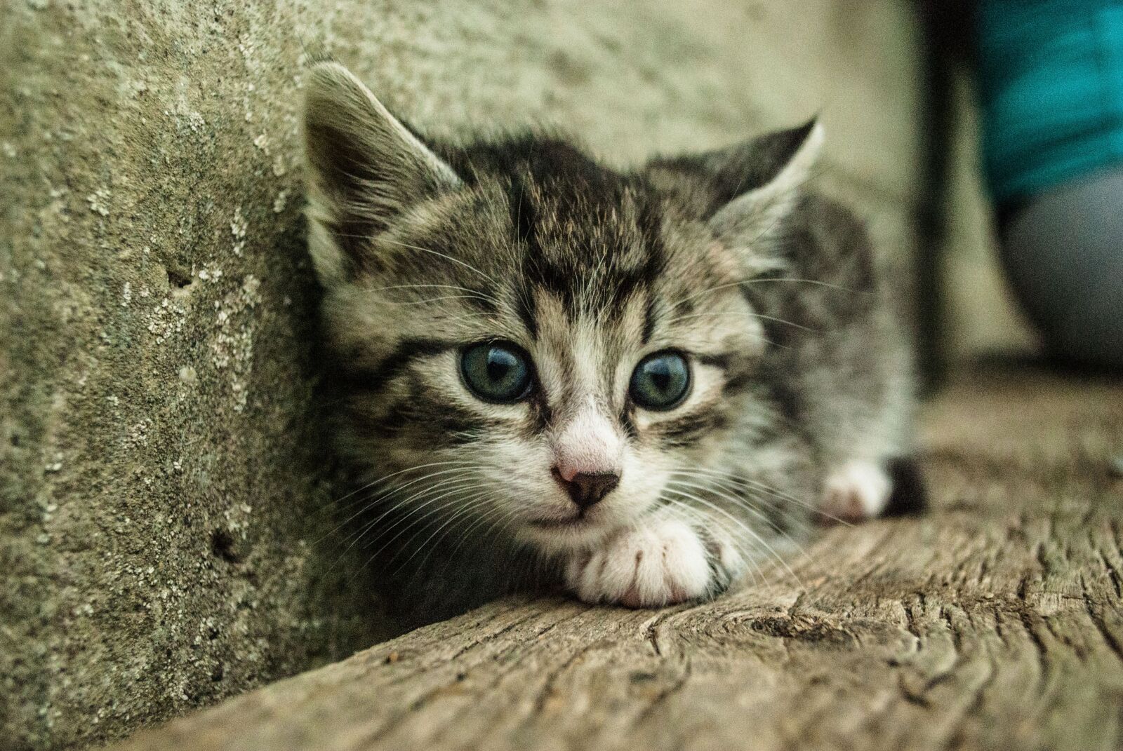 Nikon D60 sample photo. Cat, pet, animal photography