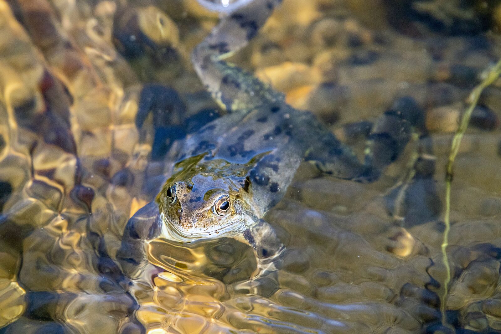Sigma 100-400mm F5-6.3 DG OS HSM sample photo. Frog, water, pond photography