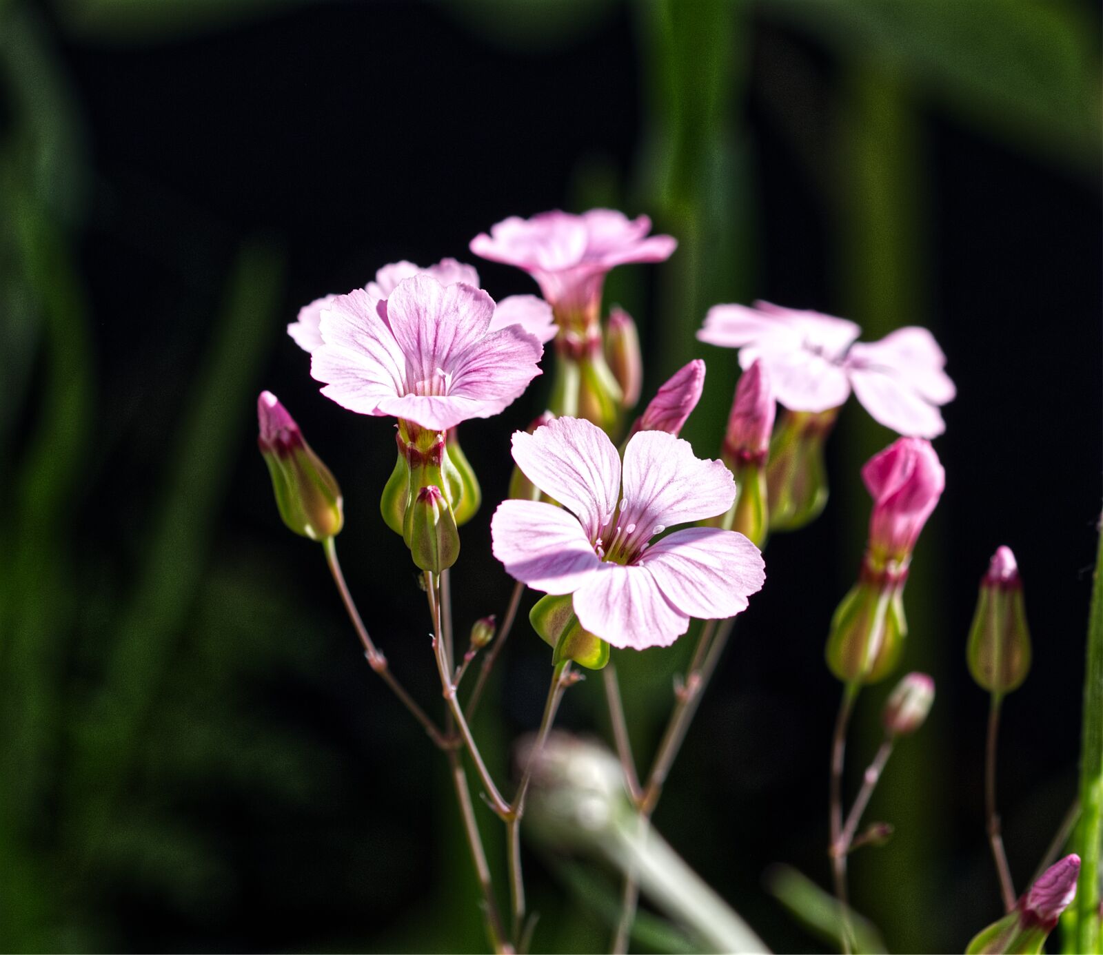 Nikon D5500 sample photo. Flower, pink, red photography