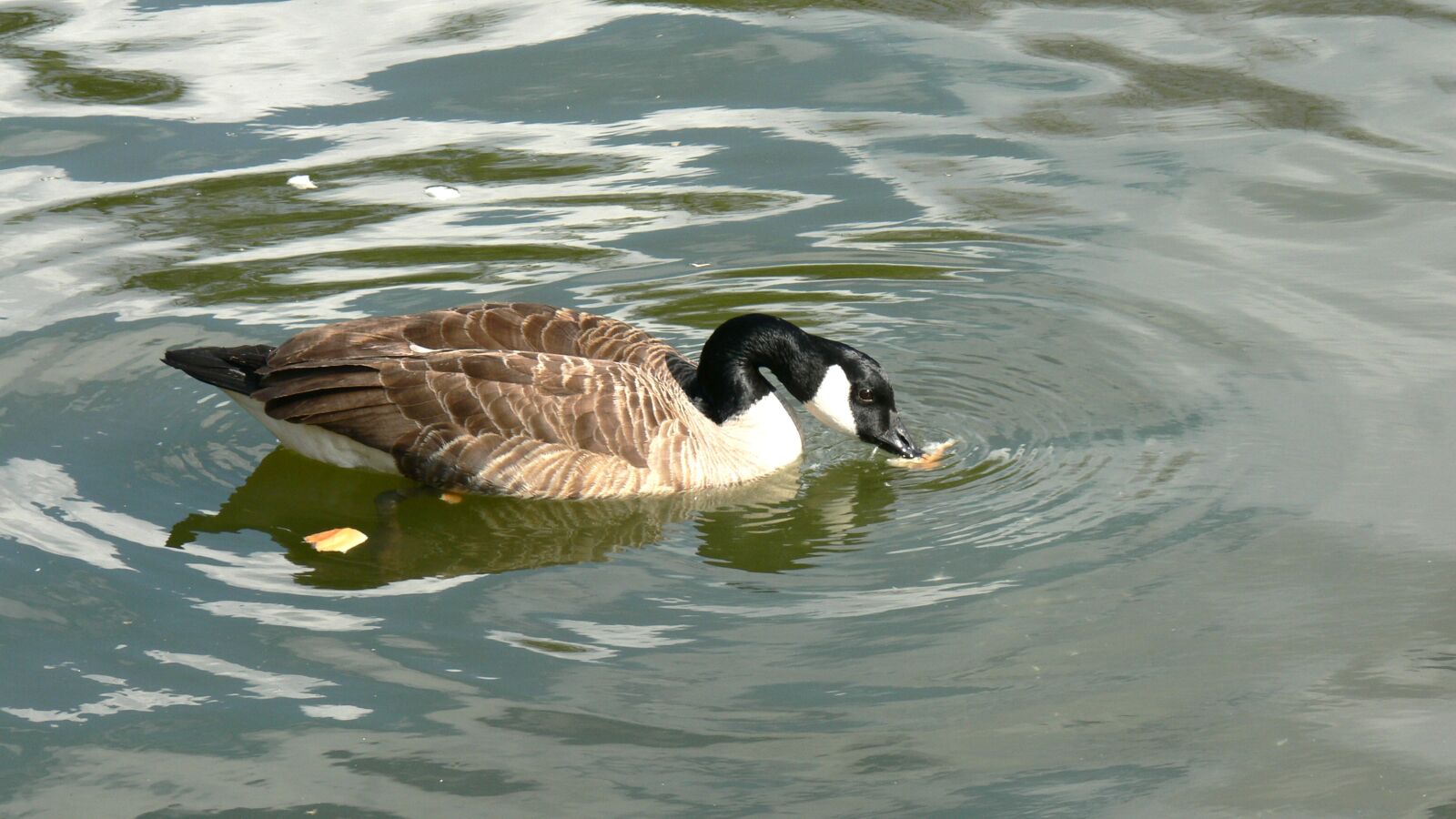Panasonic DMC-FZ30 sample photo. Duck, pond, wildlife photography