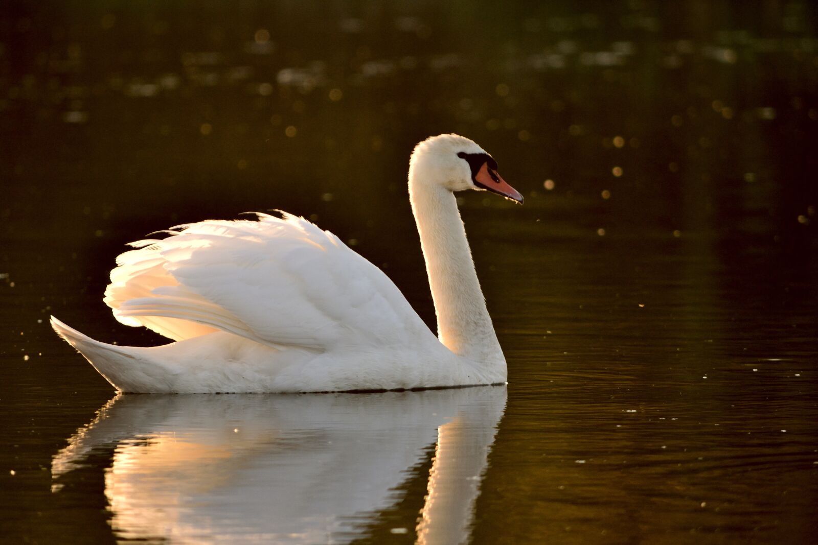 Nikon D3100 sample photo. Swan, lake, nature photography