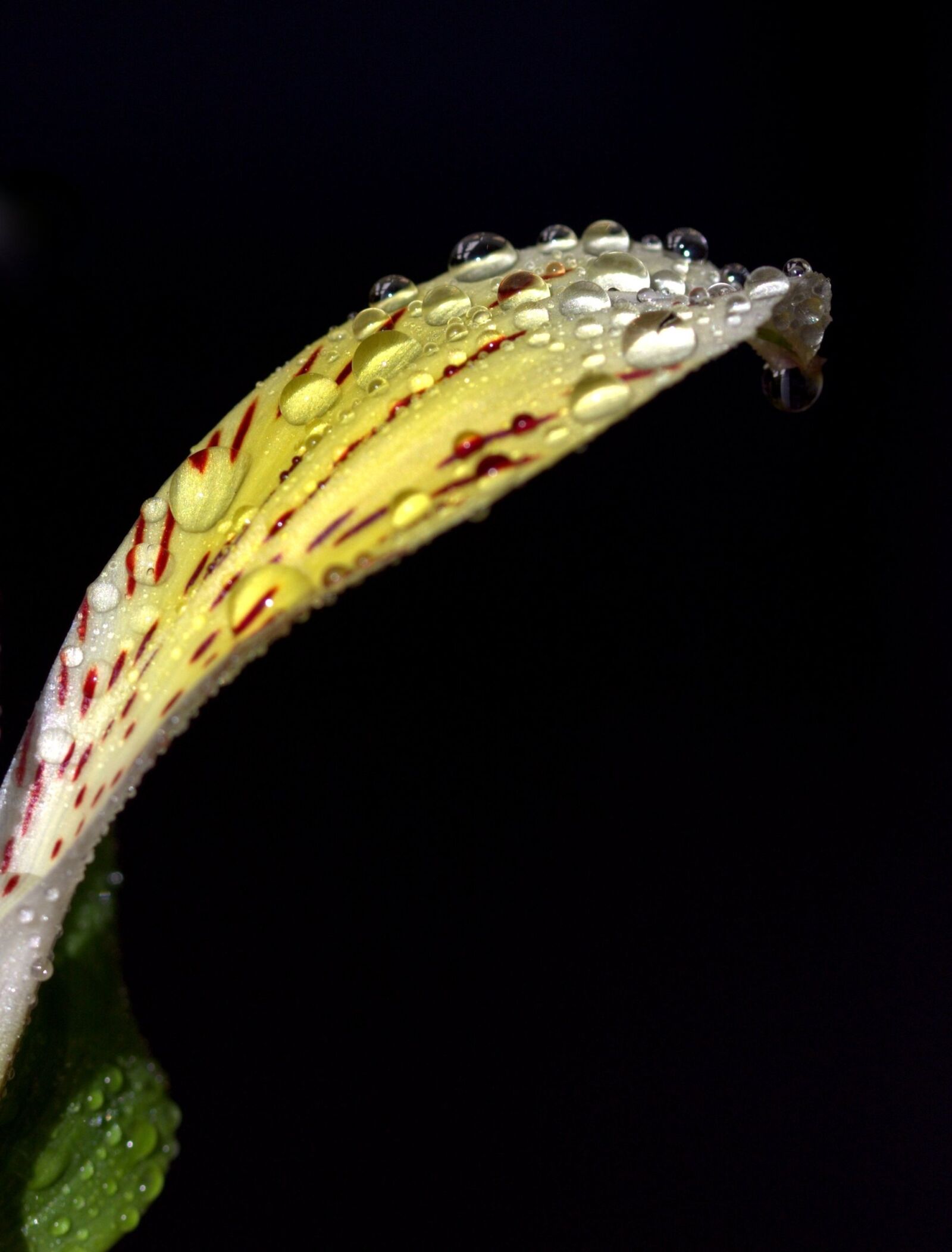 Canon EOS 700D (EOS Rebel T5i / EOS Kiss X7i) sample photo. Petals, wet, yellow photography