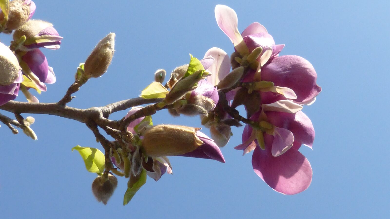 Panasonic DMC-FZ62 sample photo. Blossom, bloom, spring photography