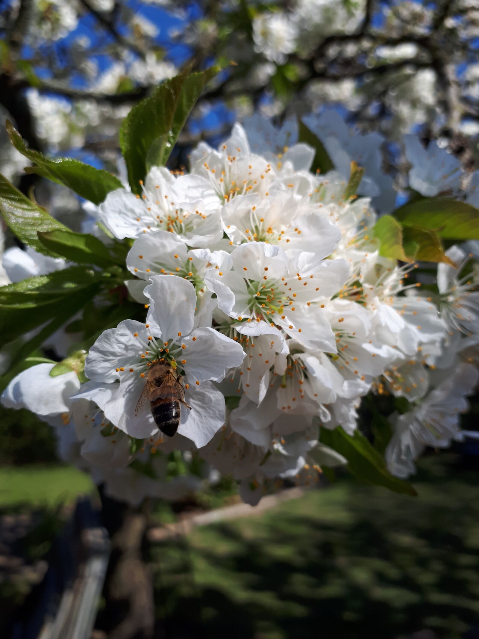Samsung Galaxy A5(2017) sample photo. Bee, tree, blossom photography