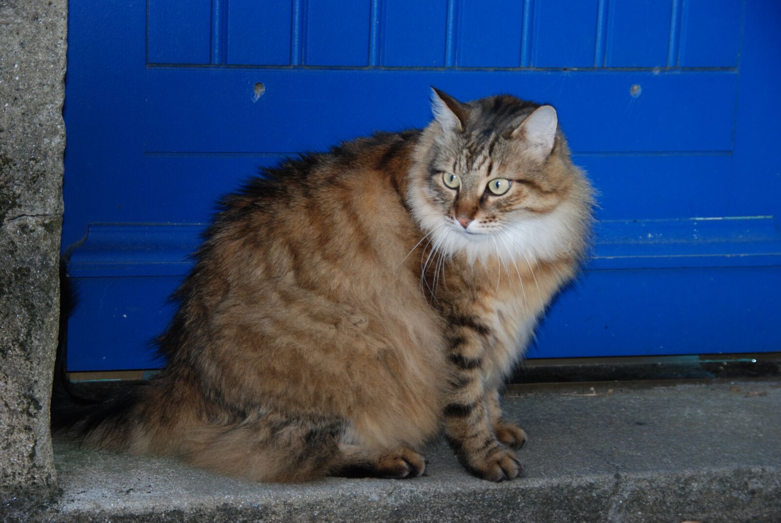 Nikon D80 sample photo. Cat, animal, pet photography