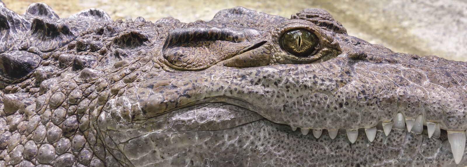Sony Cyber-shot DSC-RX100 sample photo. Crocodile, tooth, reptile photography