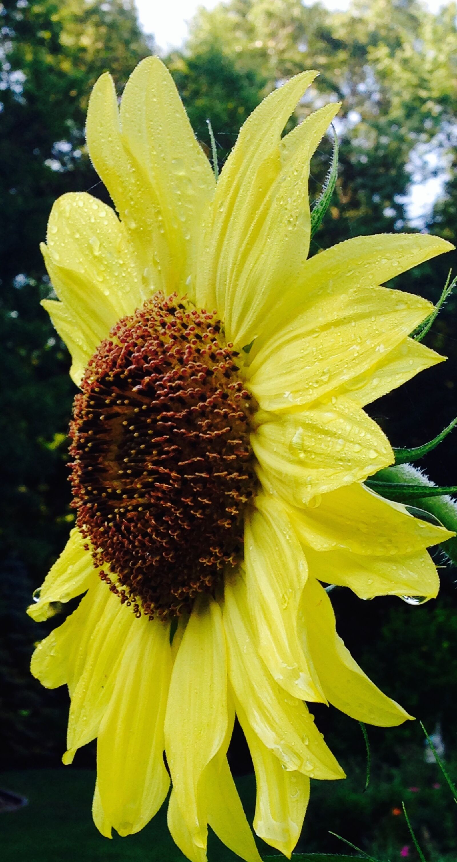 iPhone 5 back camera 4.12mm f/2.4 sample photo. Sunflower, nature, garden photography