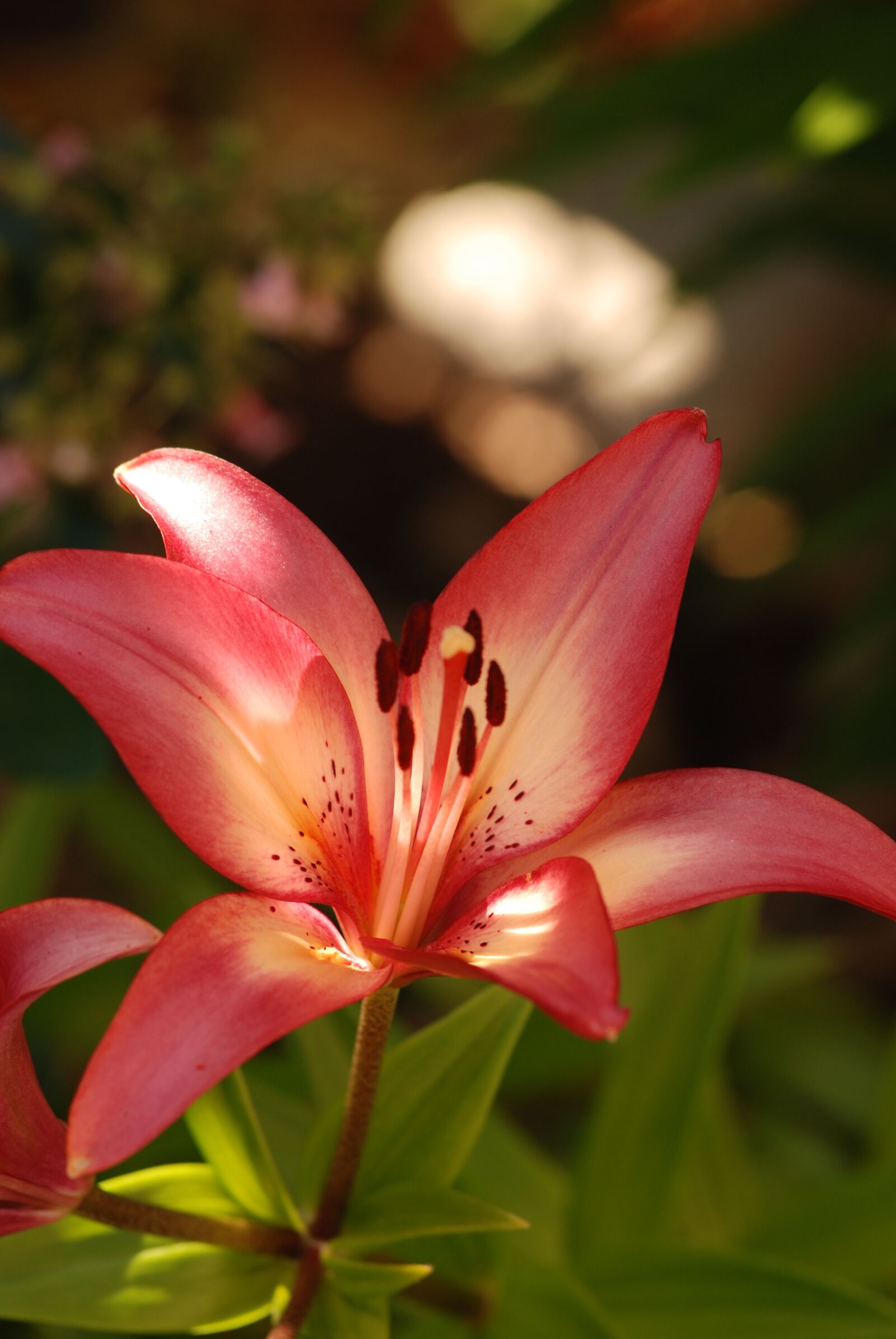 Nikon D80 sample photo. Lily, bloom, flower photography