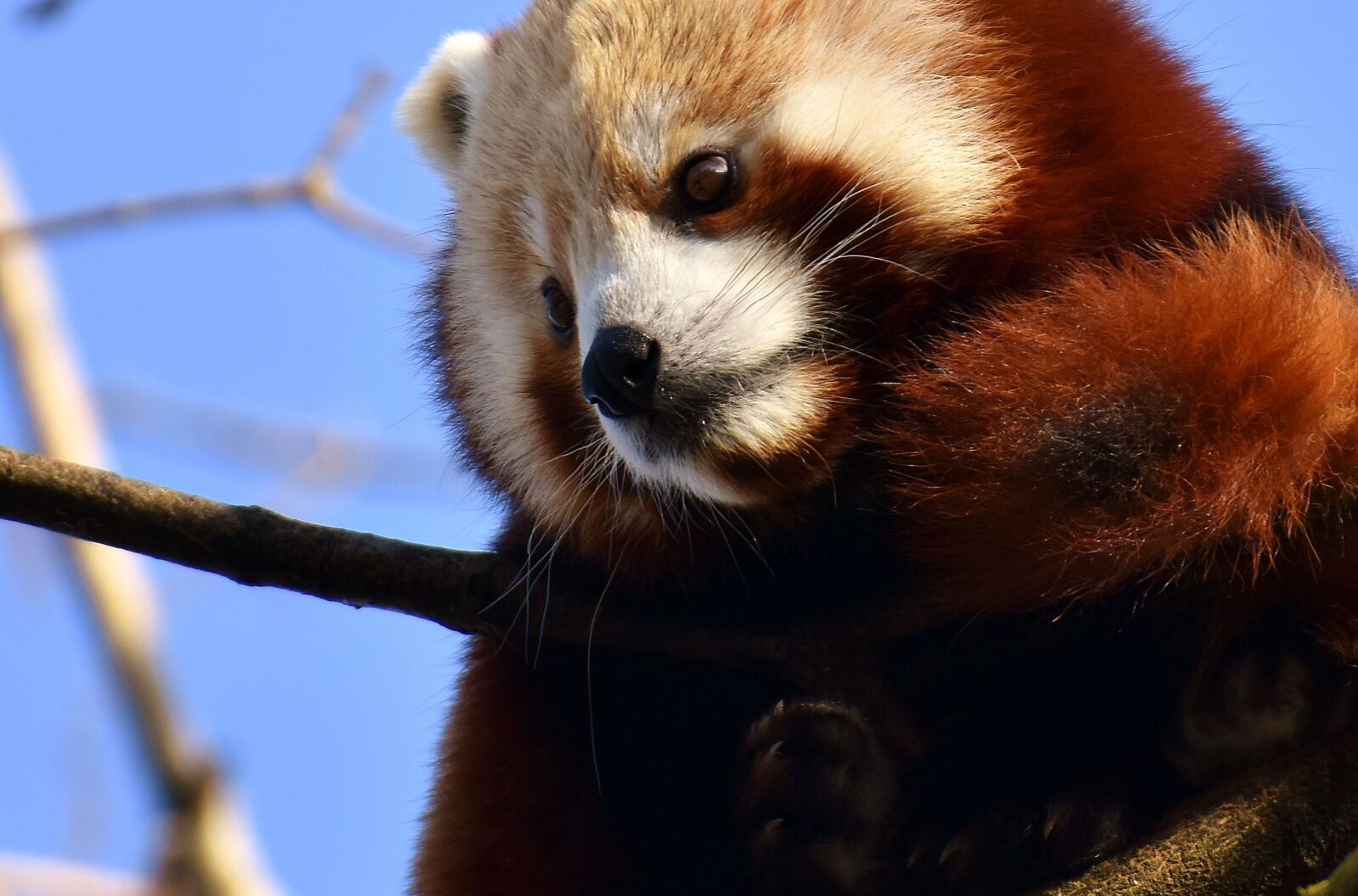 Nikon D7200 sample photo. Panda, red panda, bear photography