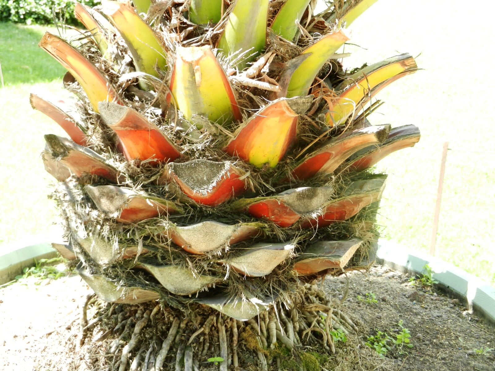 Nikon Coolpix S9100 sample photo. Closeup, plant, rhizome photography