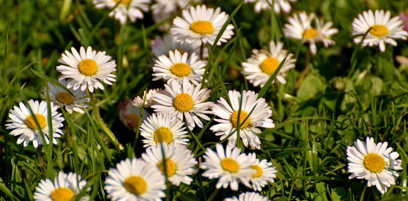 Nikon D3200 sample photo. Daisy, meadow, bloom photography