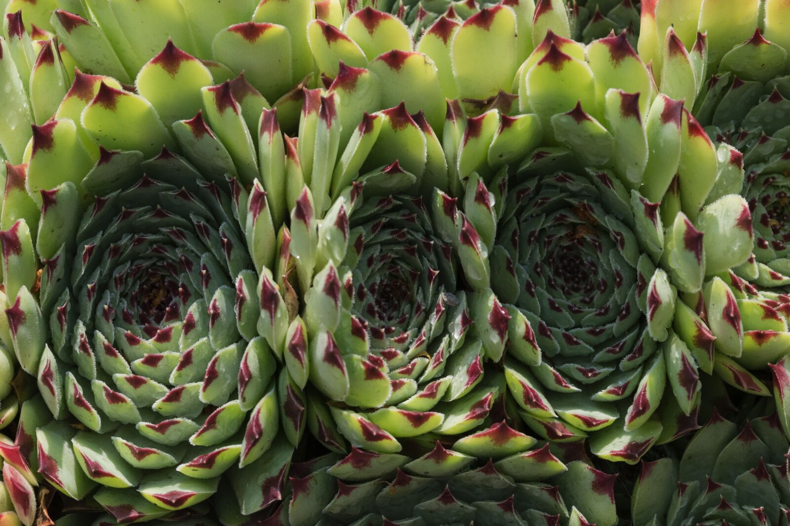 Nikon D5500 sample photo. Plant, fat, houseleek photography