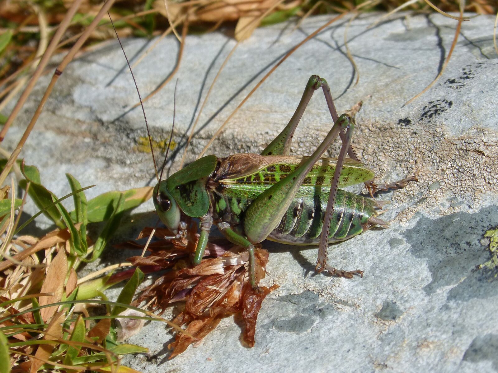 Panasonic DMC-FZ62 sample photo. Cricket, leptophyes punctatissima, pyrenees photography