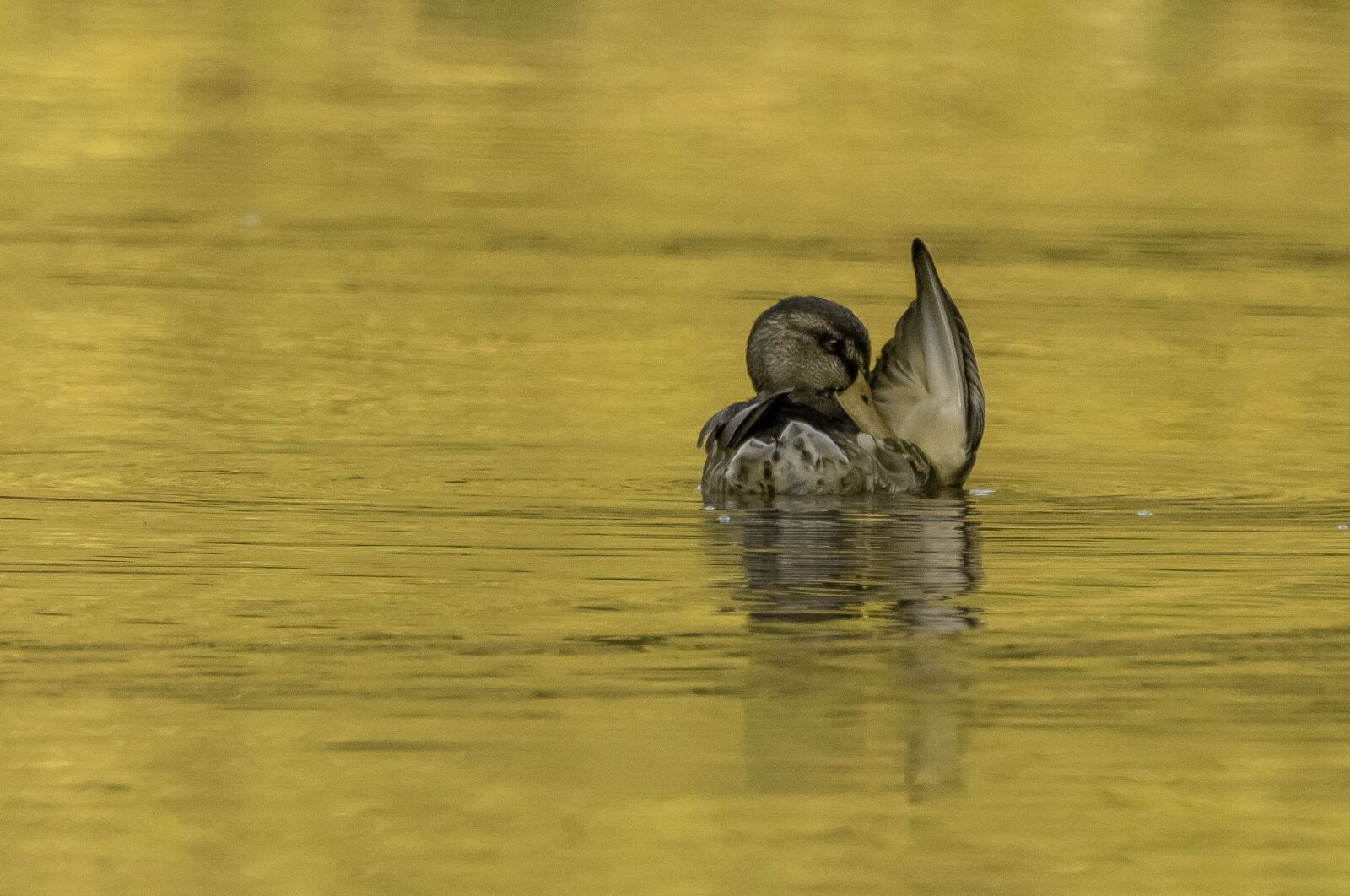 Canon EOS 90D sample photo. Duck, animal, lake photography