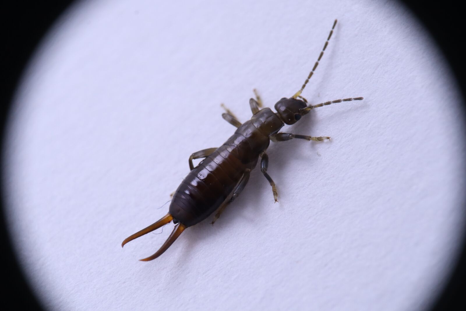 Canon EOS M50 (EOS Kiss M) sample photo. Insect, earwig, dermáptera photography