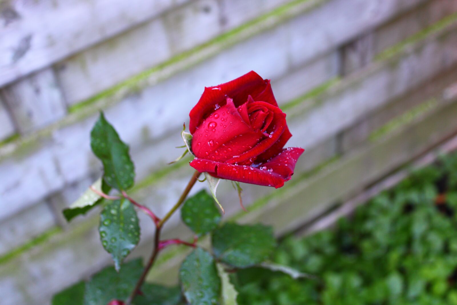 Canon EOS 2000D (EOS Rebel T7 / EOS Kiss X90 / EOS 1500D) sample photo. Red rose, drops, bloem photography