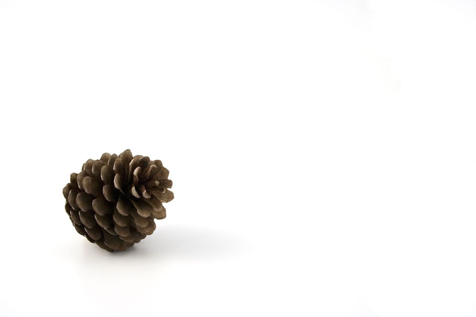 Canon EOS 350D (EOS Digital Rebel XT / EOS Kiss Digital N) sample photo. Pine, cone, autumn photography