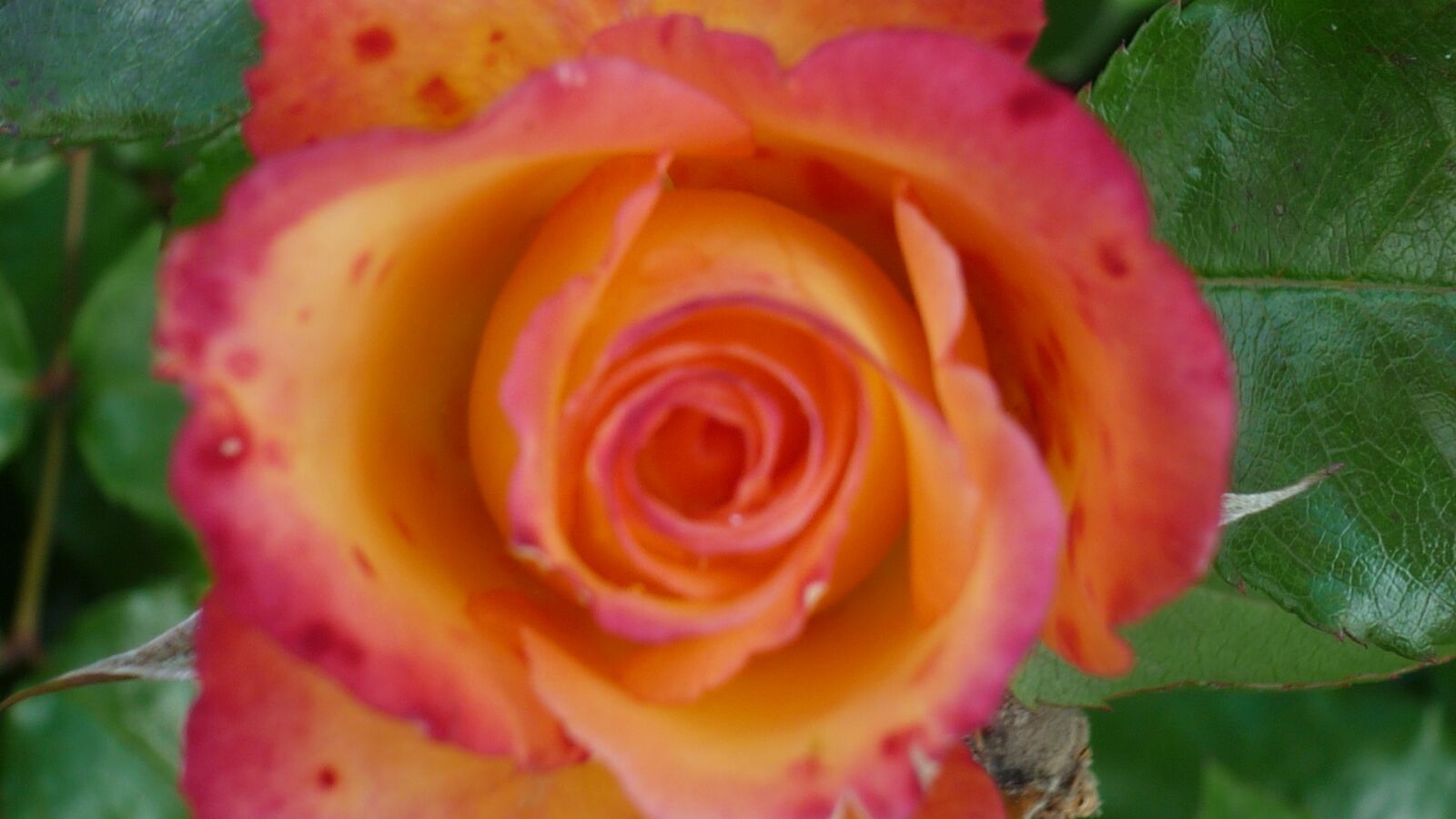 Panasonic Lumix DMC-FS6 sample photo. Rose, flower, popular photography
