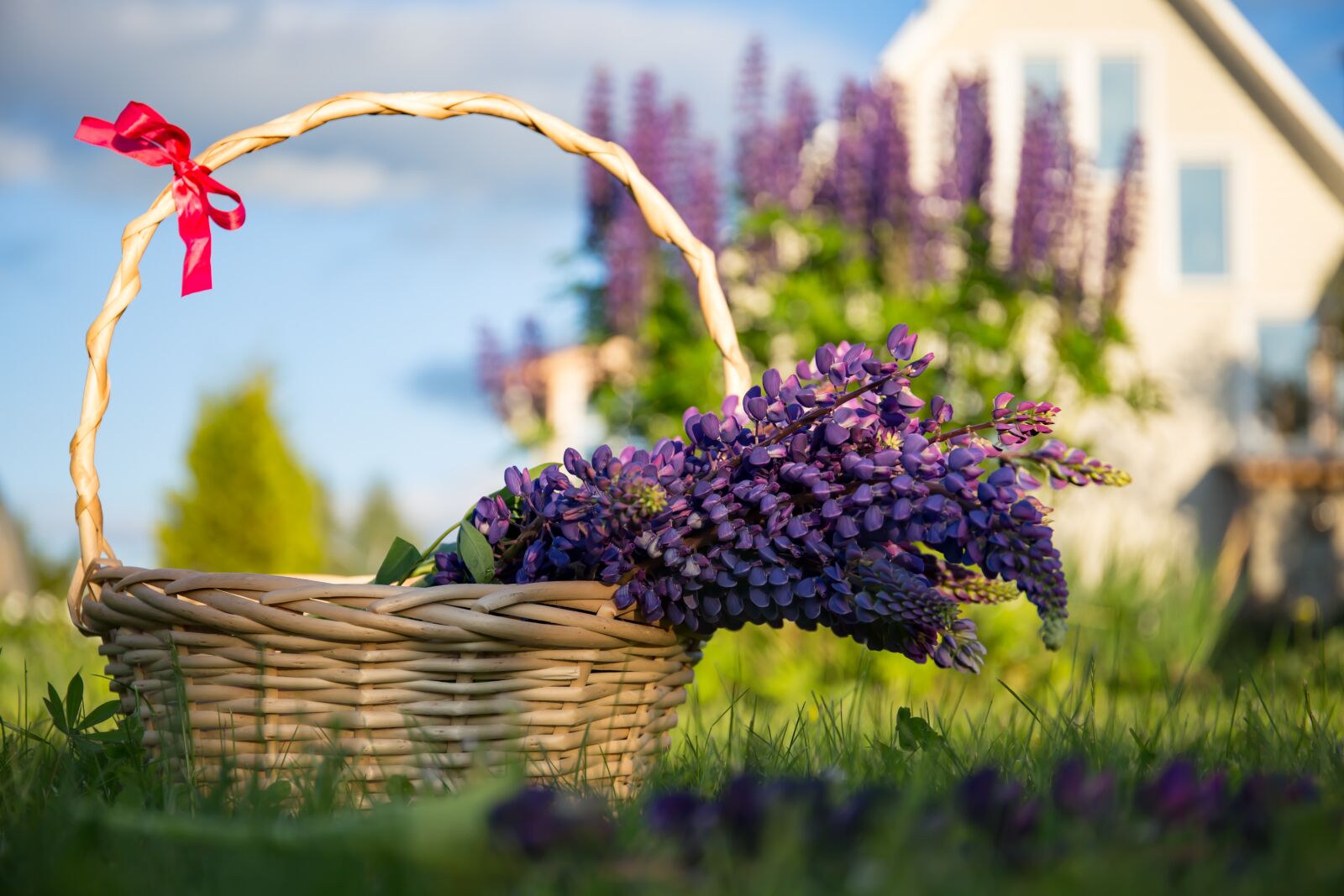 Canon EF 24-70mm F4L IS USM sample photo. Lupine, flowers, basket photography