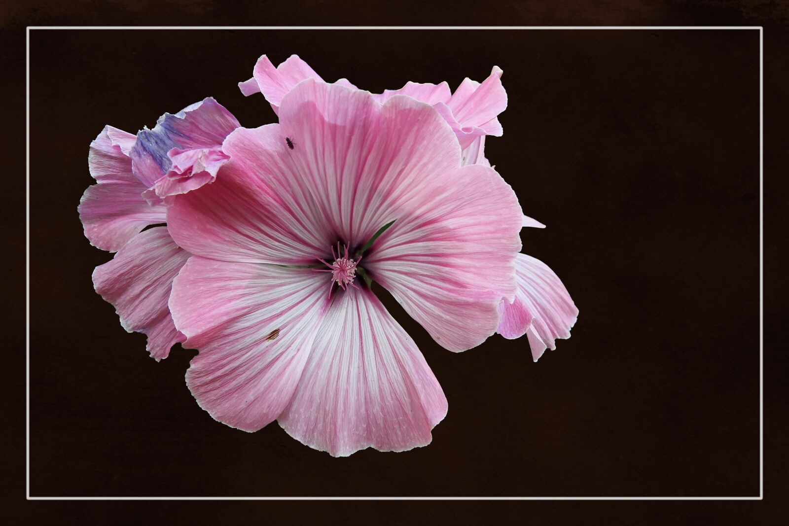 Nikon Coolpix P900 sample photo. Mallow, stock rose, blossom photography