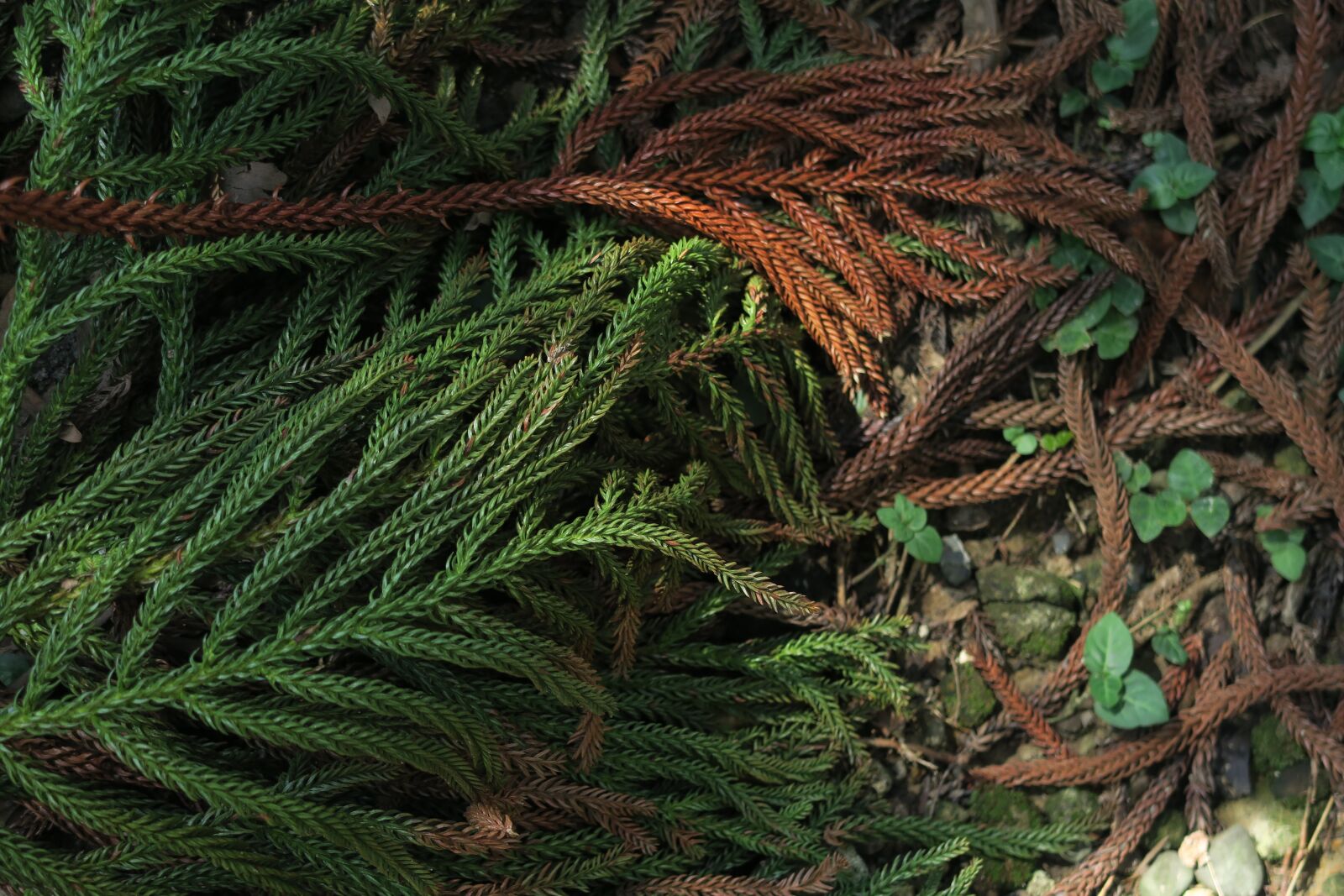 Canon PowerShot G7 X sample photo. Ken's araucaria, fir, tree photography