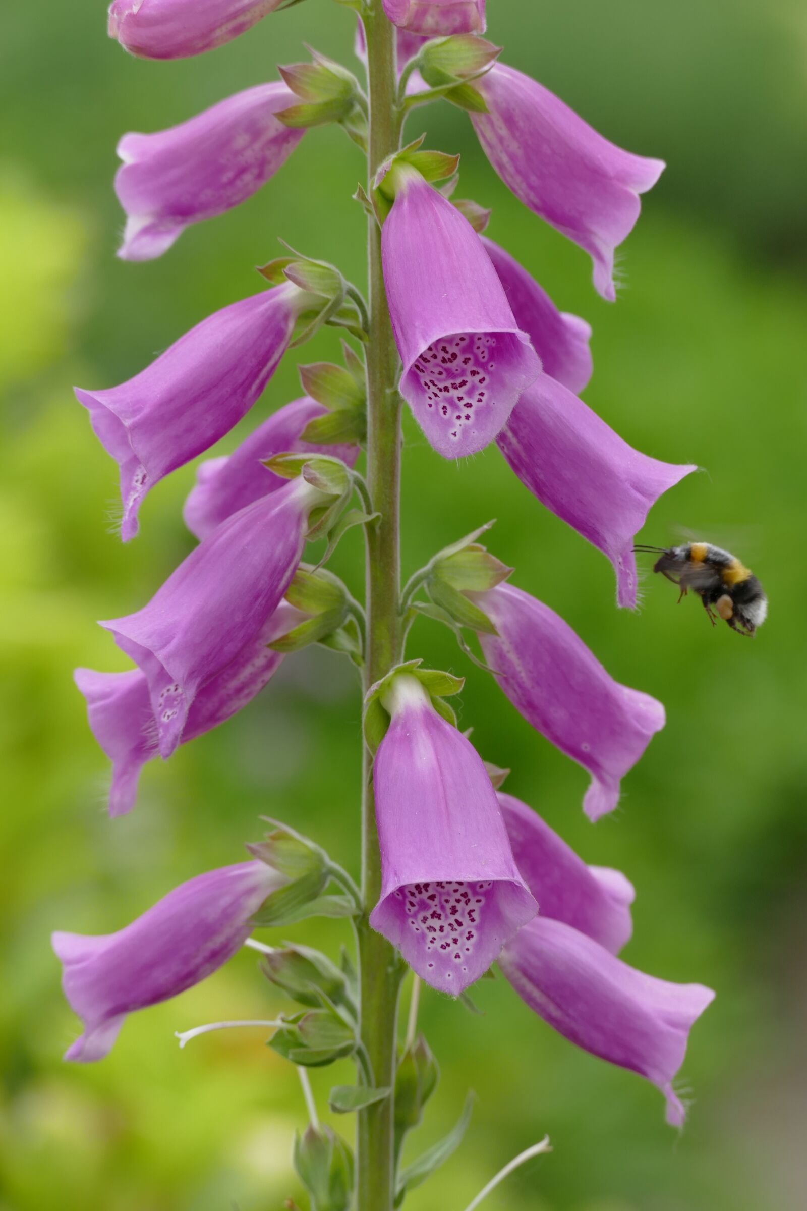 Panasonic Lumix DMC-FZ1000 sample photo. Foxglove, purple, chalice photography