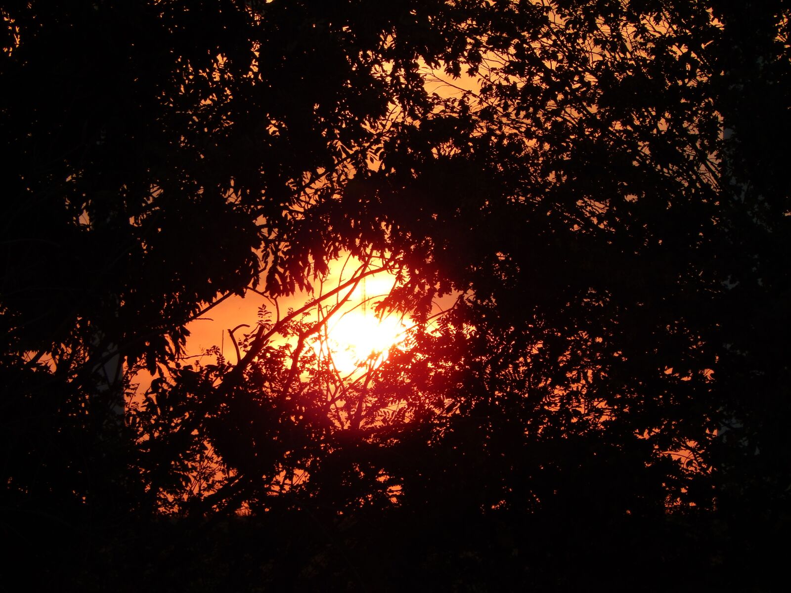 Nikon Coolpix L830 sample photo. Sun, sunset, trees photography