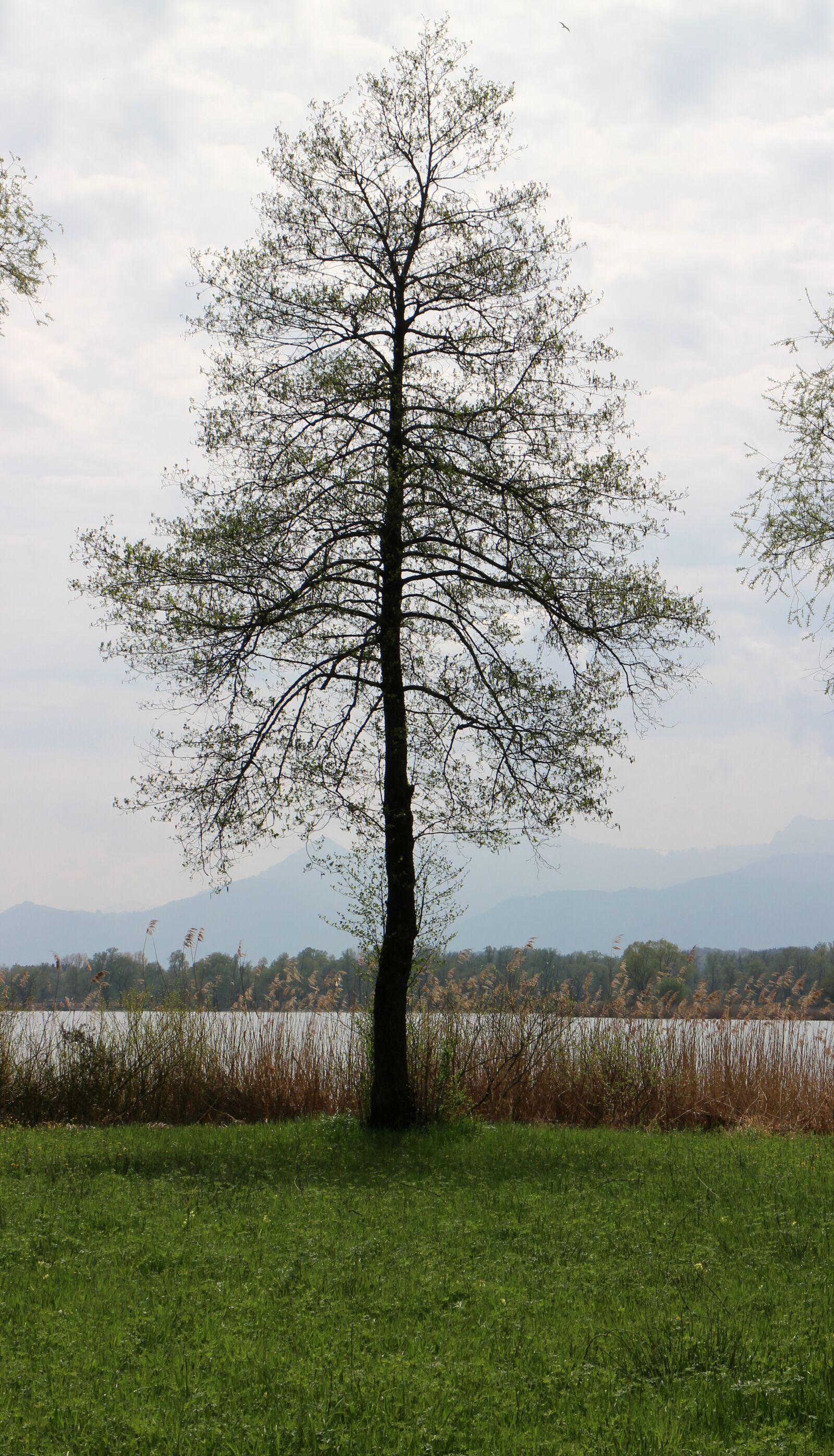 Canon EOS M sample photo. Tree, lakeside, bank photography