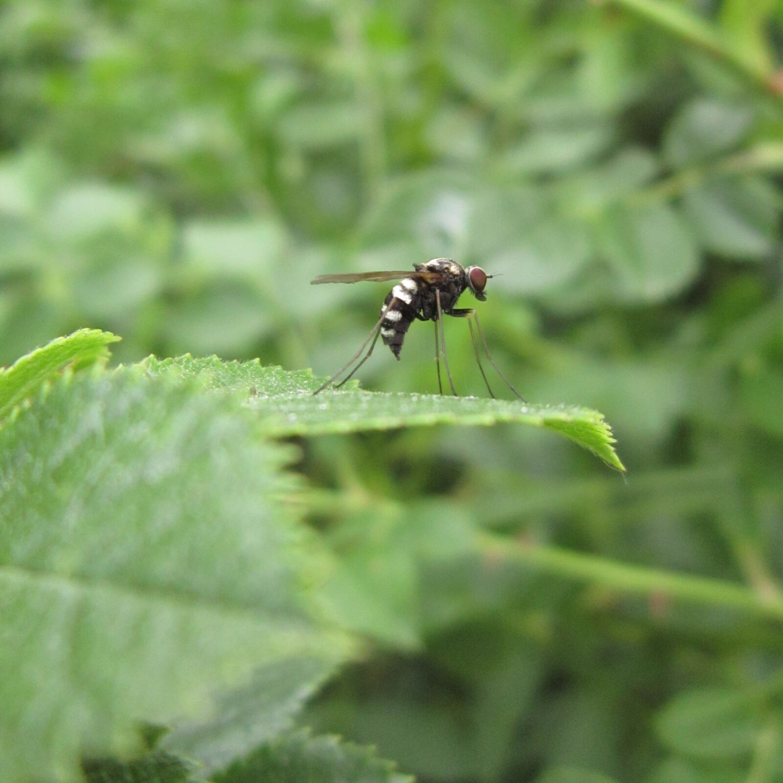 Canon PowerShot A3300 IS sample photo. Insect, bug, fly photography