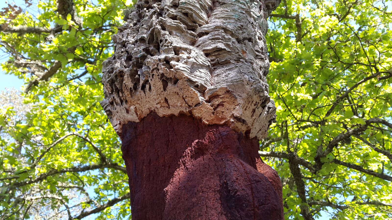 Samsung Galaxy Alpha sample photo. Cork oak, deciduous tree photography
