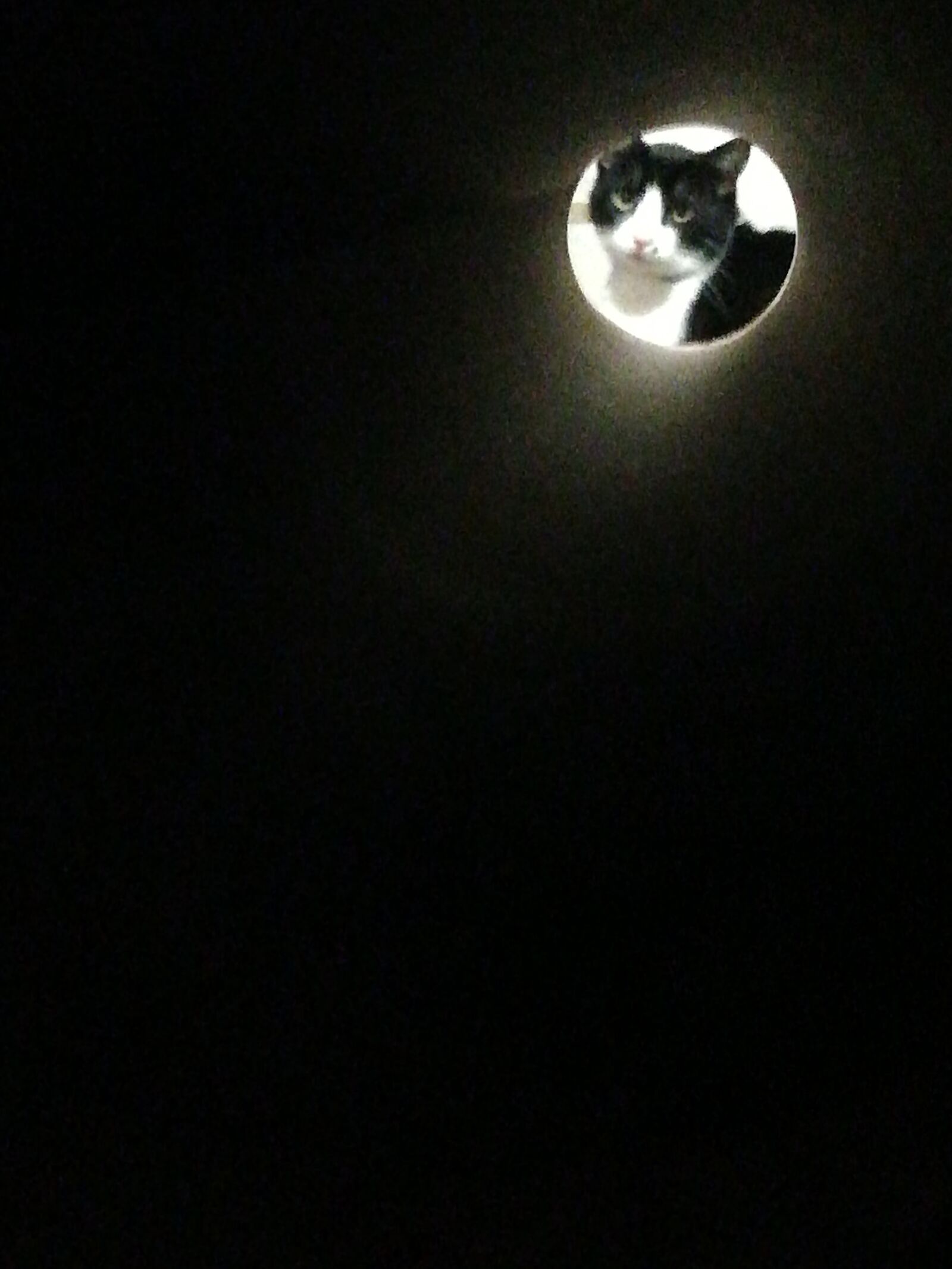 HUAWEI Honor 9 Lite sample photo. Cat, moon, night photography