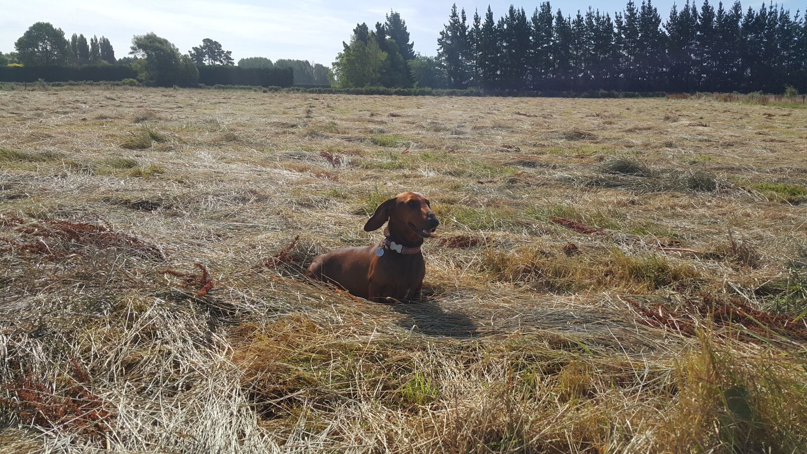 Samsung Galaxy Note4 sample photo. Hay, dachshund, dog photography