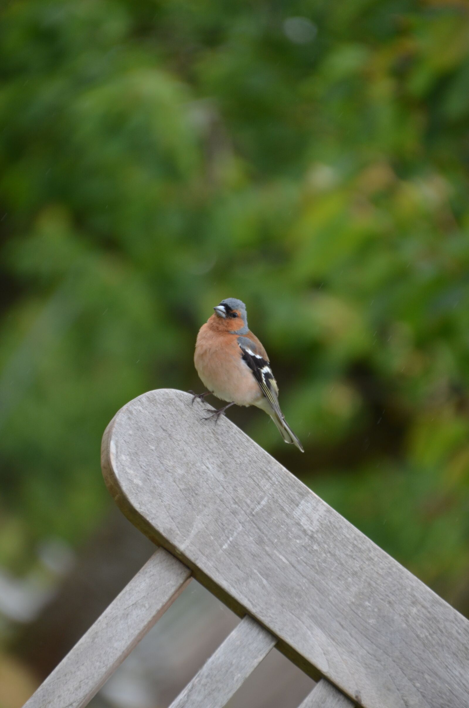 Nikon D5100 sample photo. Bird, green, animal world photography