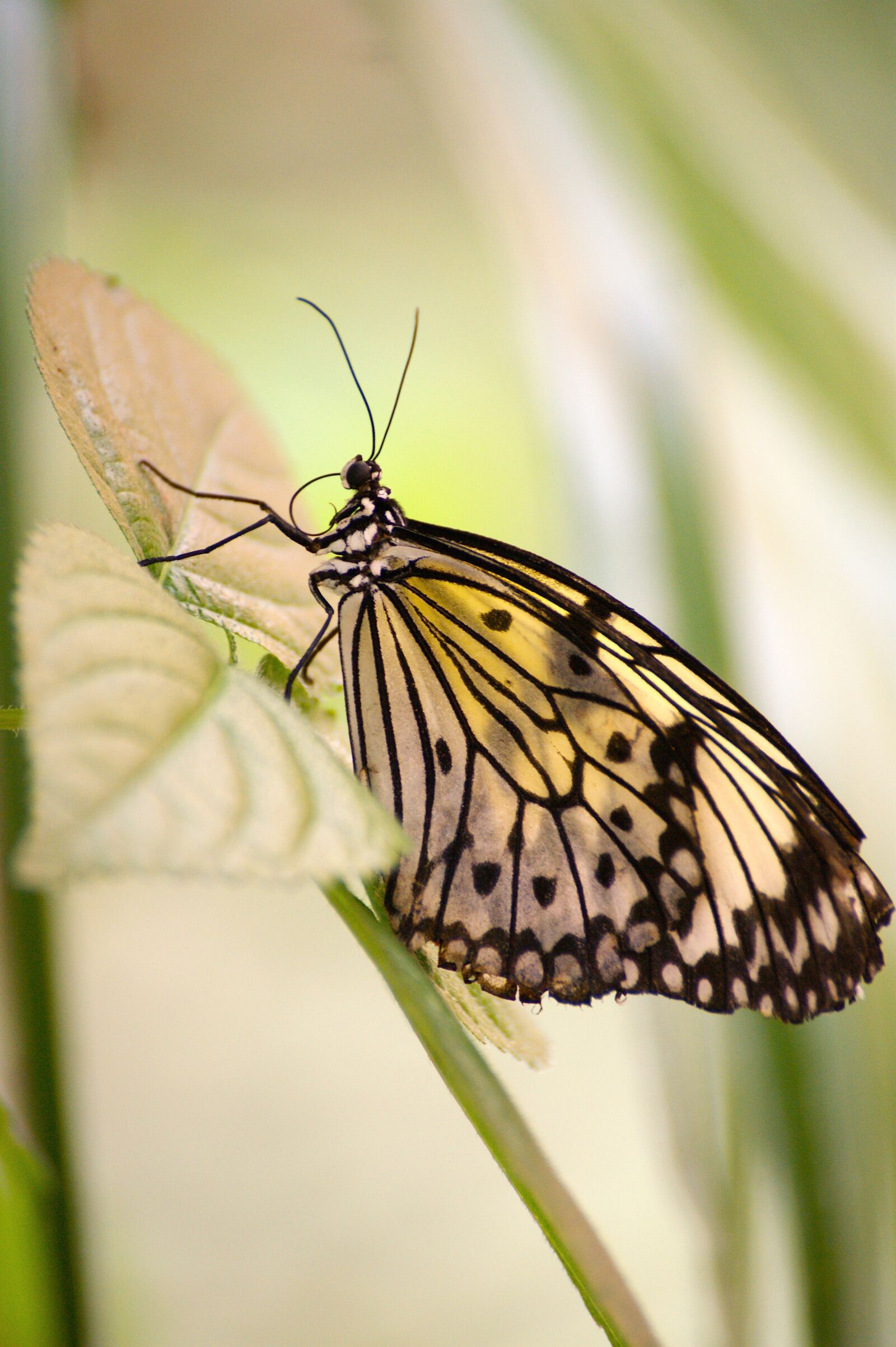 Sony Alpha DSLR-A350 sample photo. Butterfly, exotic, tropical photography