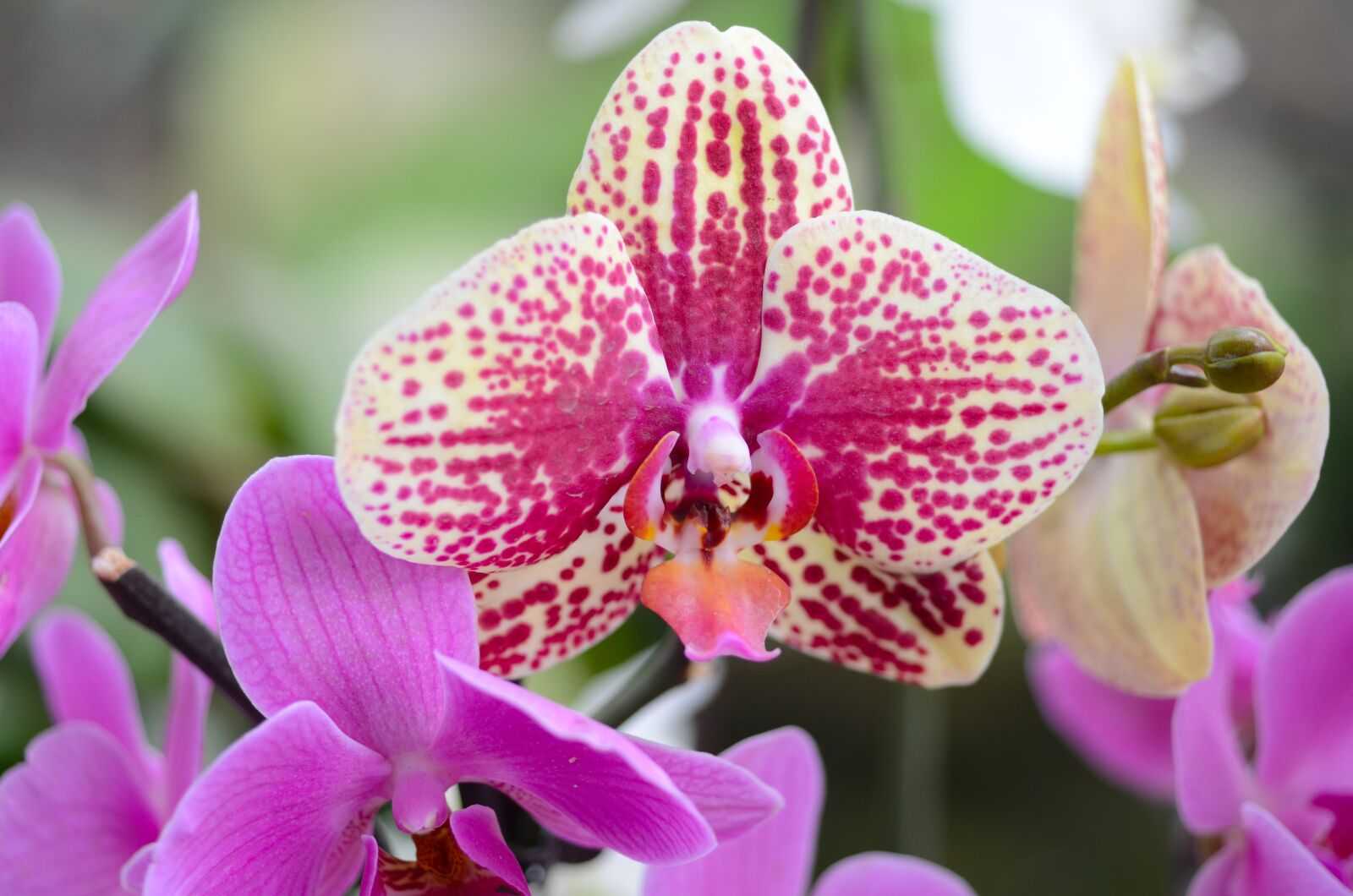 Nikon D7000 sample photo. Orchid, flower, blossom photography