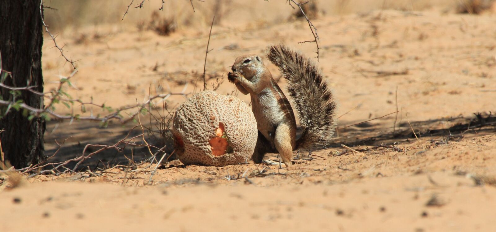 Canon EOS 550D (EOS Rebel T2i / EOS Kiss X4) sample photo. Cape ground squirrel, eating photography
