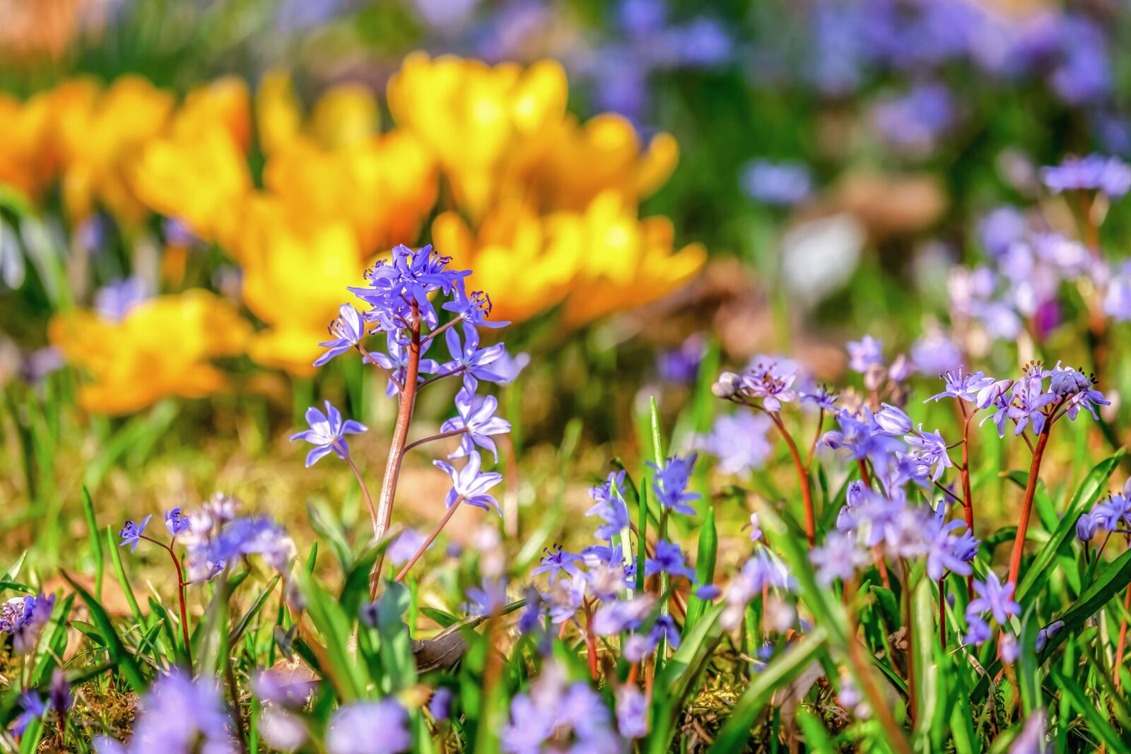 Fujifilm XF 55-200mm F3.5-4.8 R LM OIS sample photo. Bluebell, flowers, spring photography