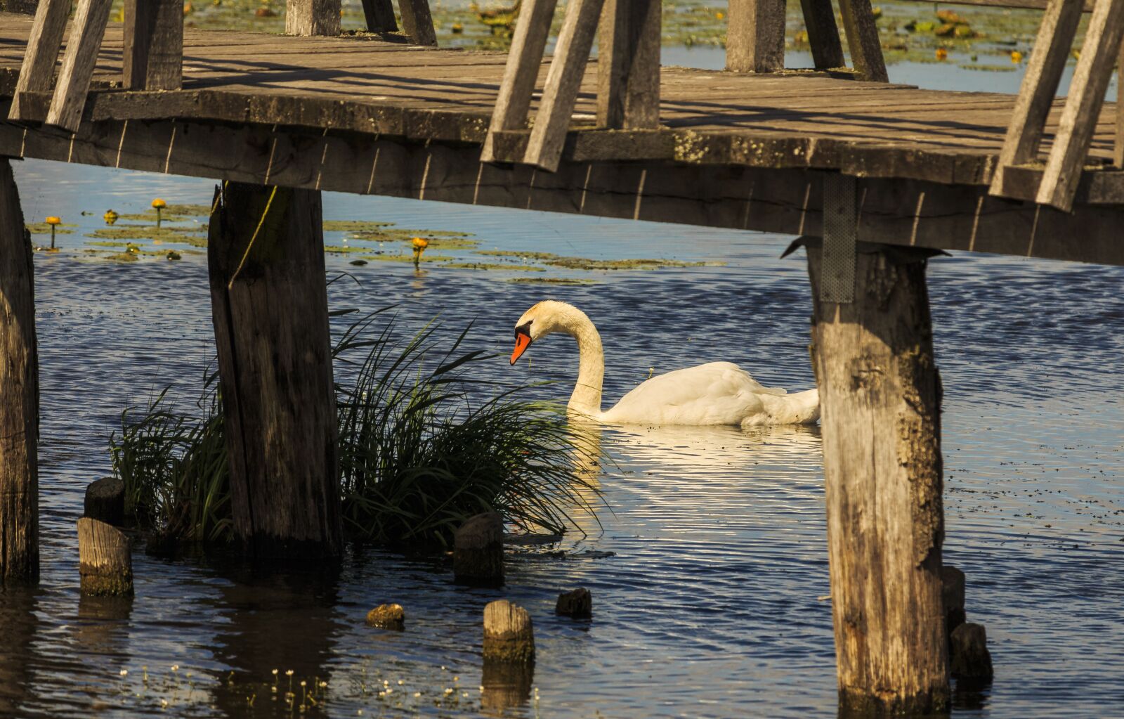 Canon EOS 650D (EOS Rebel T4i / EOS Kiss X6i) + Canon EF-S 55-250mm F4-5.6 IS STM sample photo. Swan, lake, spring lake photography
