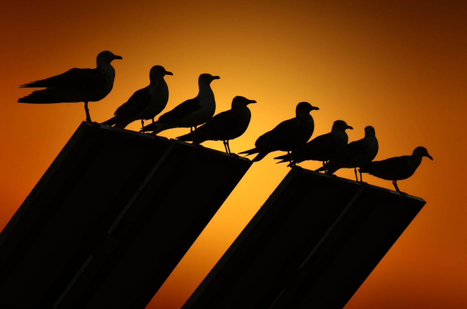 Nikon D7000 sample photo. Seagulls, backlight, birds photography