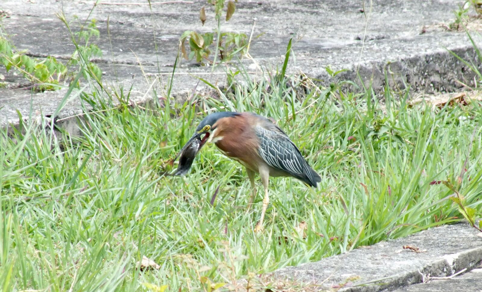 Fujifilm FinePix HS35EXR sample photo. Green, heron, swallowing, fish photography