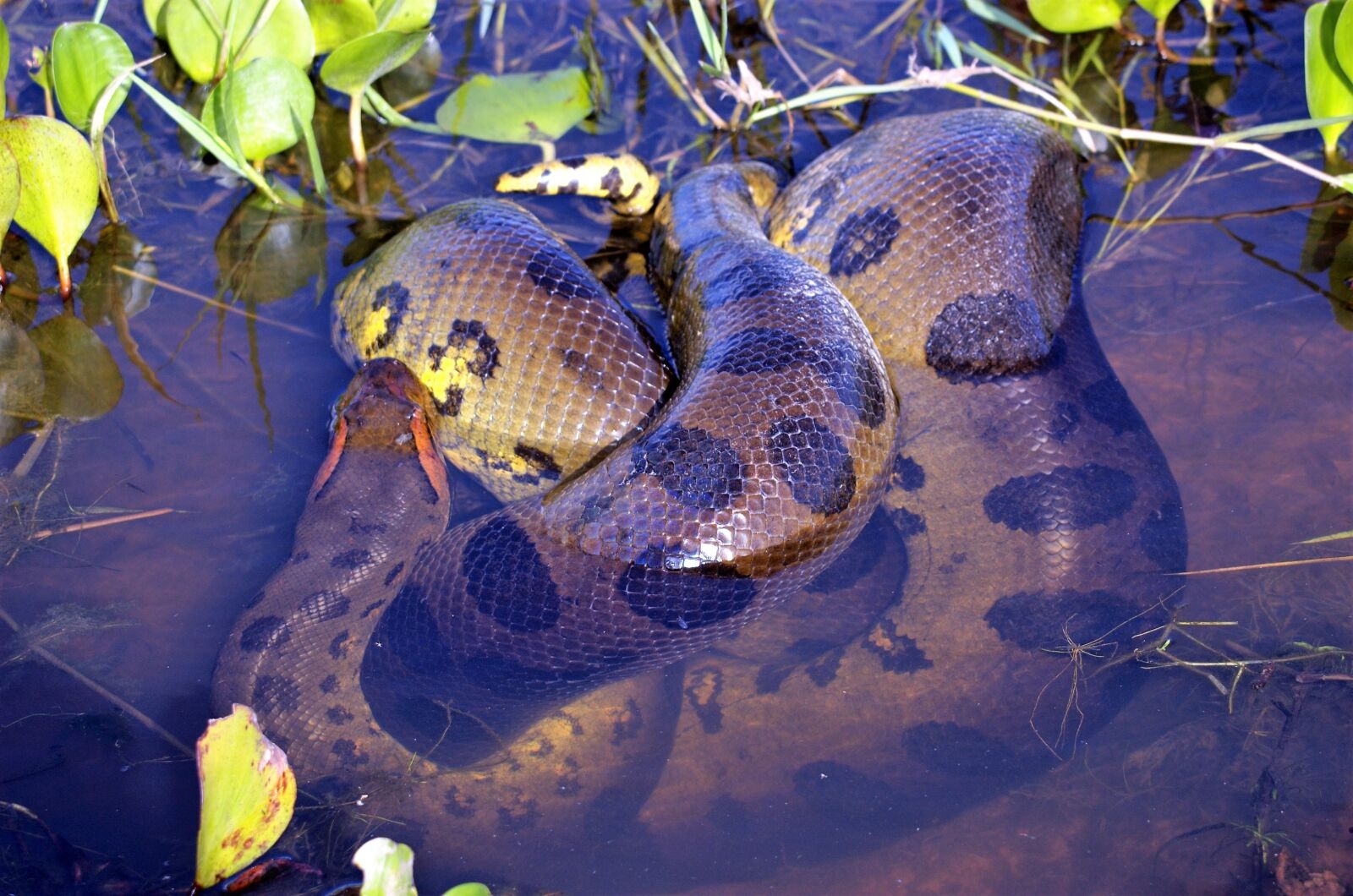 Nikon D70s sample photo. Anaconda, snake, reptile photography